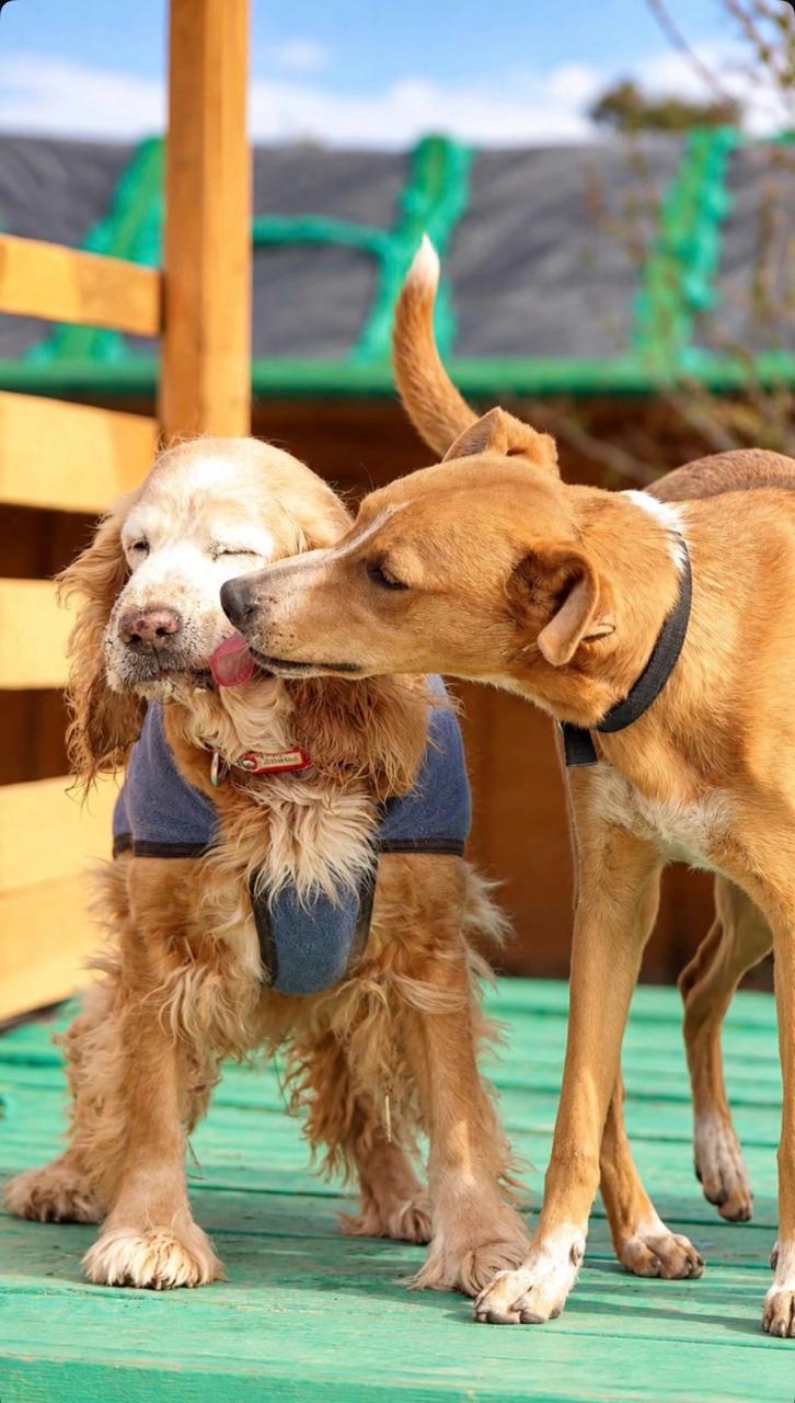 Cleopatra and Mulán, the dogs that inspired Clemu